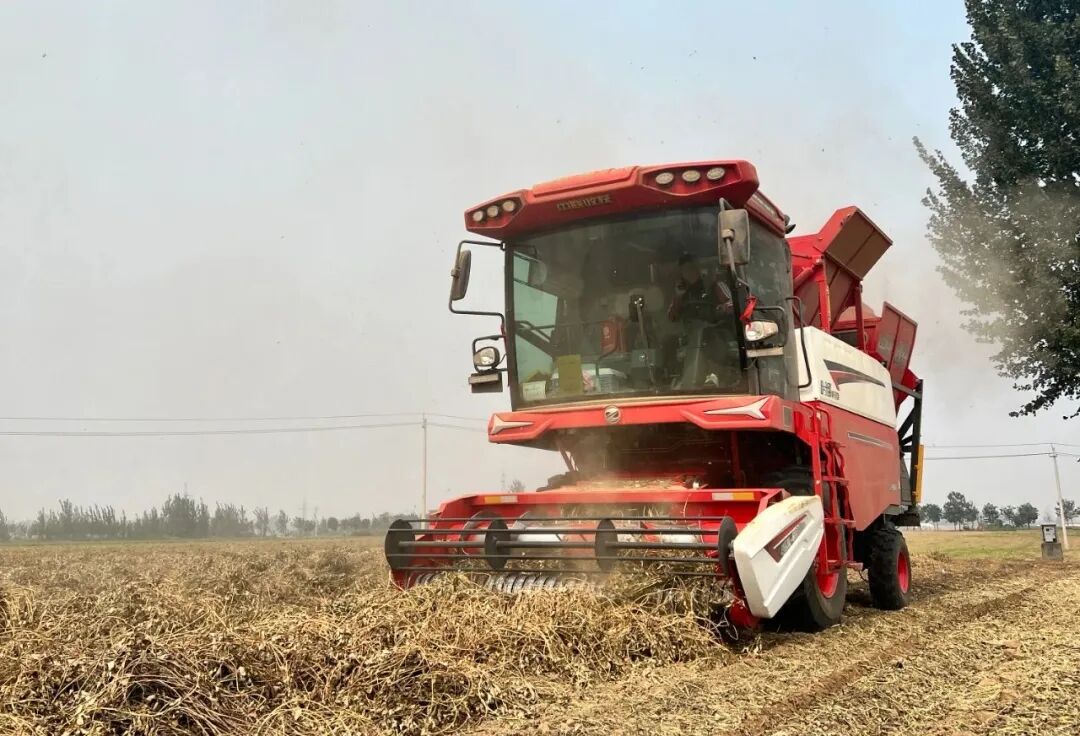 辽宁锦州张师傅：花生收获，还得是不朽情缘官网登录入口收获