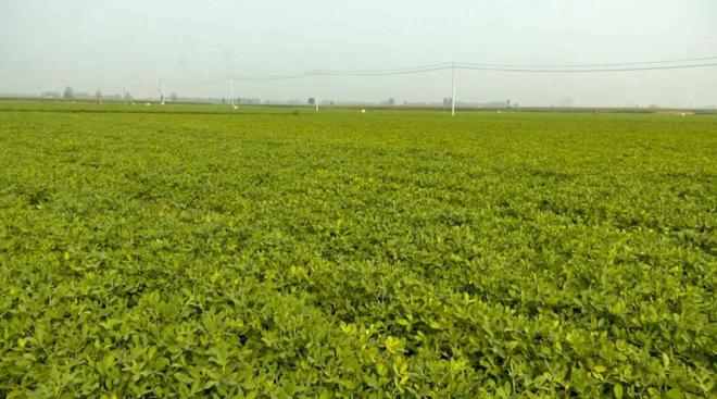 花生收获机行业“马太效应”凸显，强者恒强！(图2)