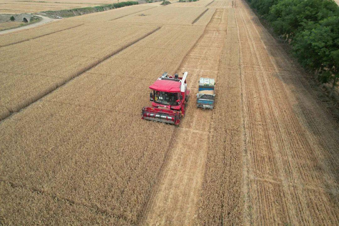 保定张振恒：我就是喜欢开收割机，新疆-9真不赖，动力足、售后