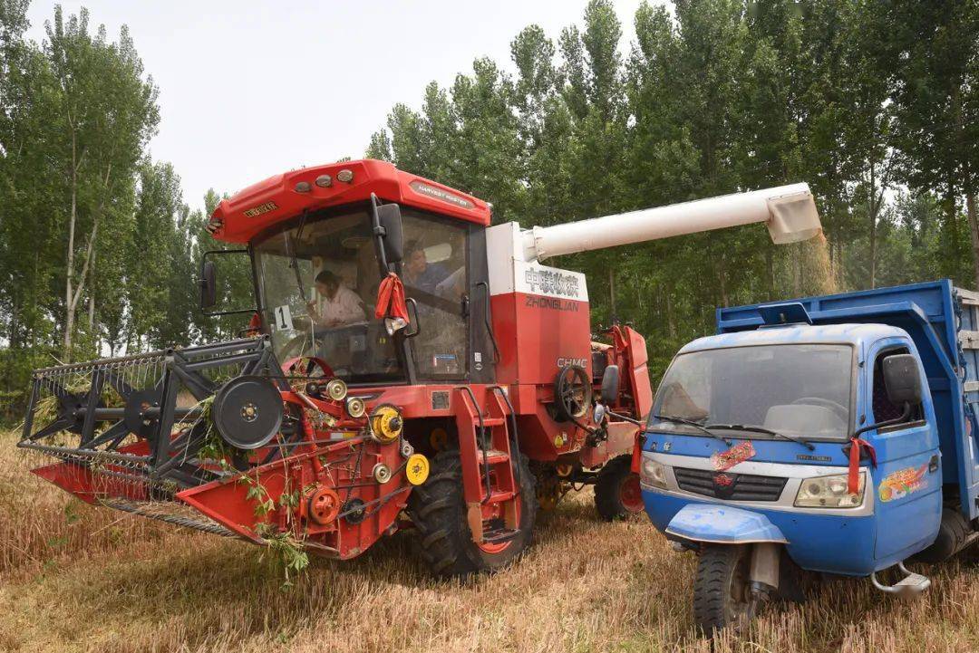 保定张振恒：我就是喜欢开收割机，新疆-9真不赖，动力足、售后服务好(图2)