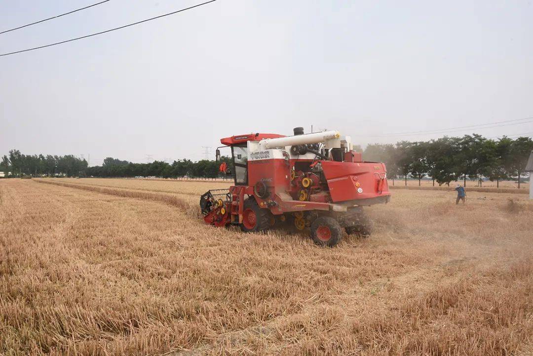 保定张振恒：我就是喜欢开收割机，新疆-9真不赖，动力足、售后服务好(图7)