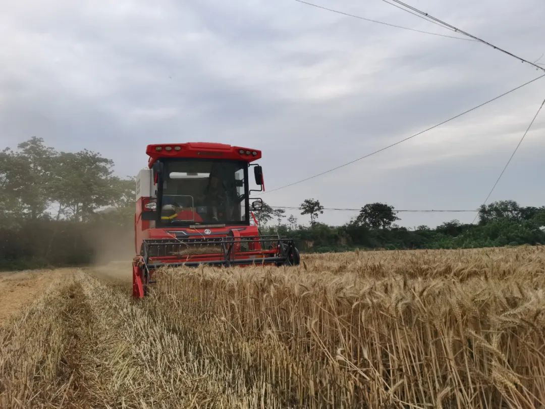 梁山好汉张作斌：实测收割两千多亩零故障，小麦机买它就对了