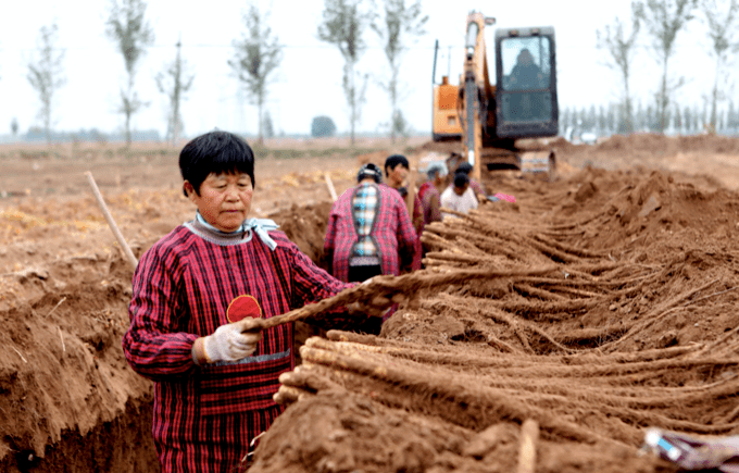 三十年老机手谈选玉米收割机诀窍：回本快、服务好 (图2)