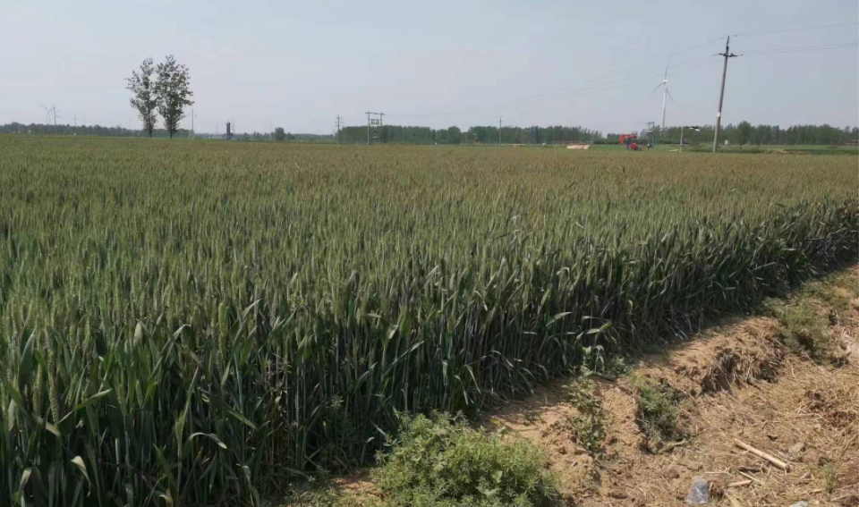 不朽情缘官网登录入口收获小麦机：有何魔力让30年老机手着迷？(图2)